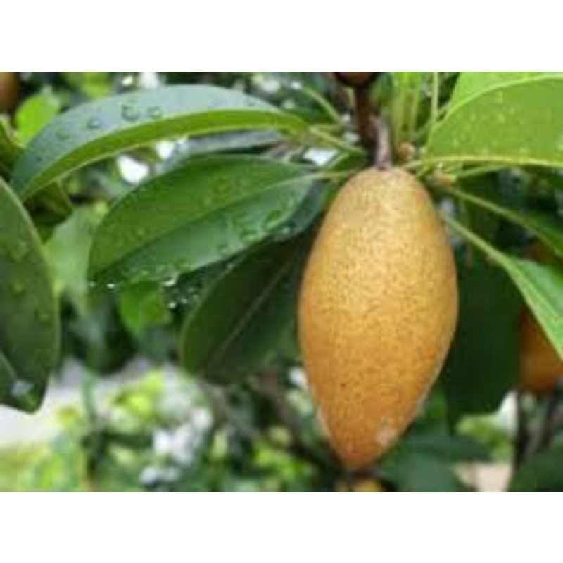 Sawo Mentimun - Bibit Buah