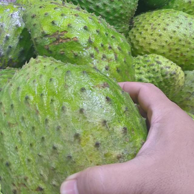 

SIRSAK SEGAR
