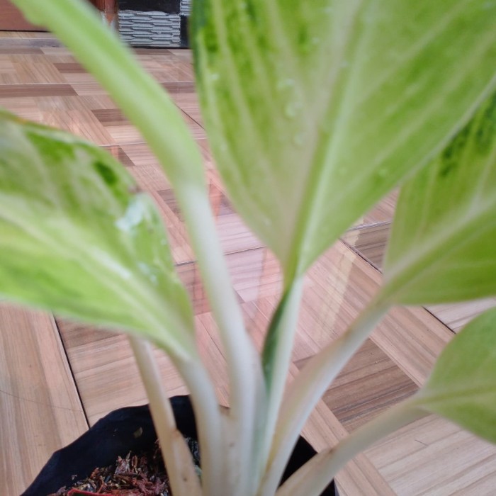 

Sri rejeki hijau semburat kuning