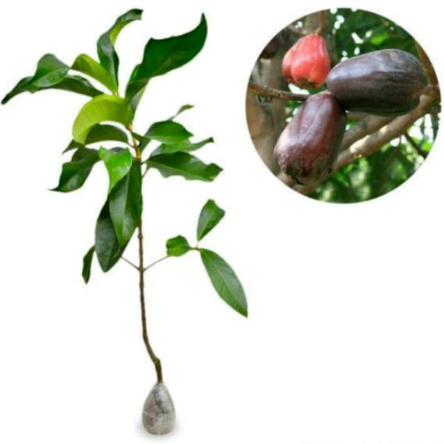 BIBIT BUAH JAMBU AIR JAMAIKA ASLI