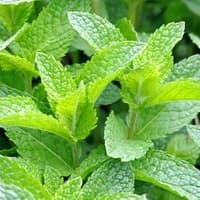 Benih Bibit Biji - Peppermint Mint (Mentha x piperita) Herb Seeds - IMPORT