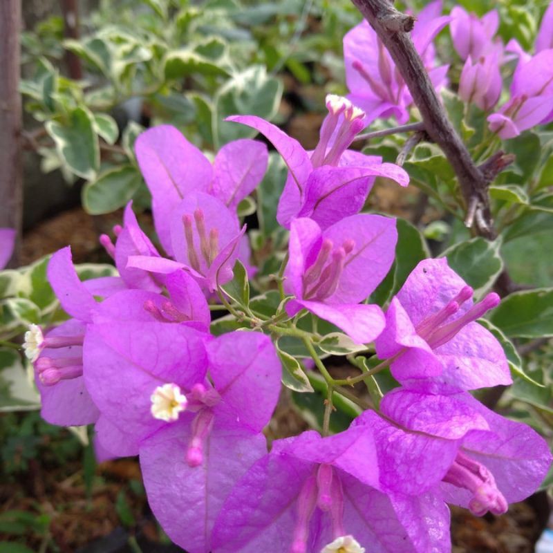 tanaman hias Bougenville variegata