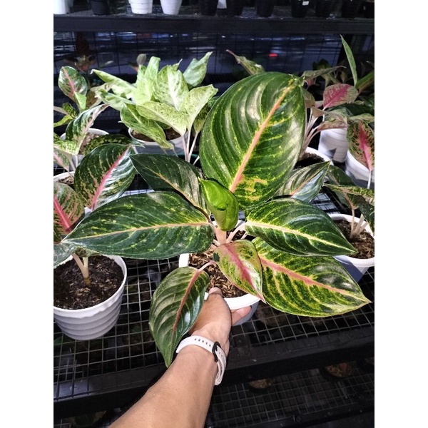 Aglaonema Betty Bob Aglonema Beti Bob