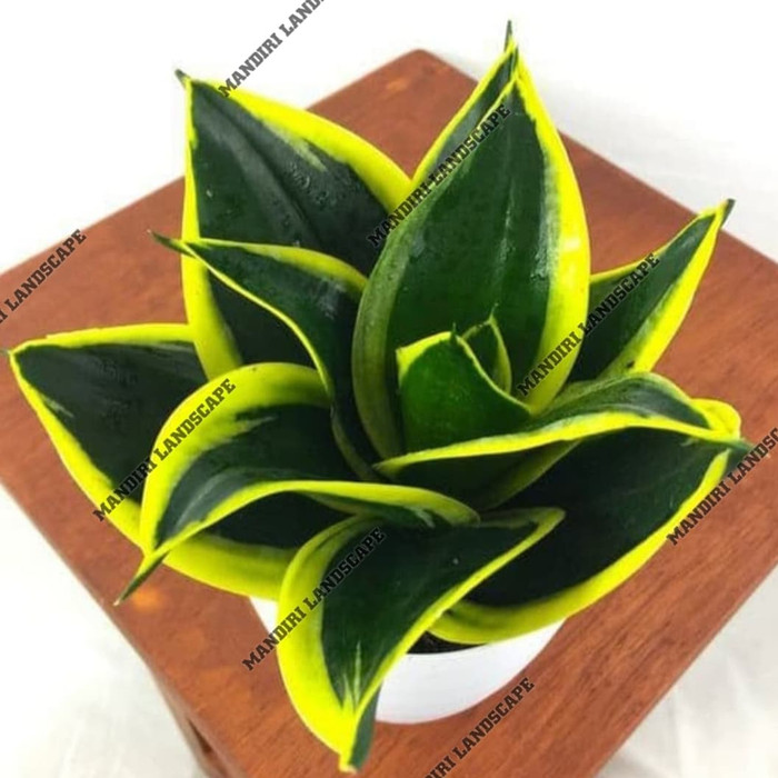 Sansivera mini pagoda sansivera pagoda sansivera mini