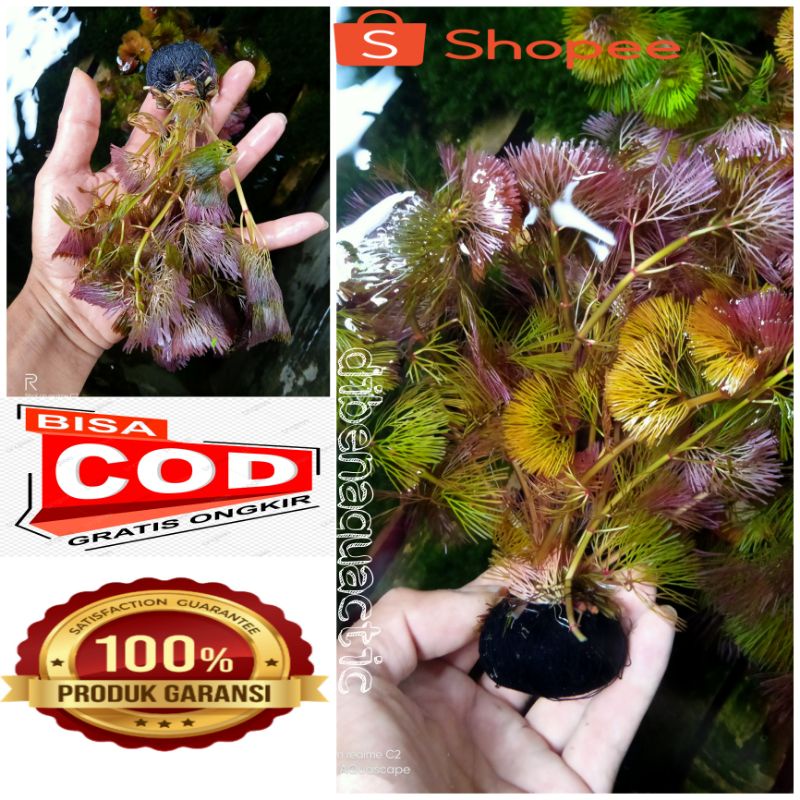 cabomba Red tanaman aquascape