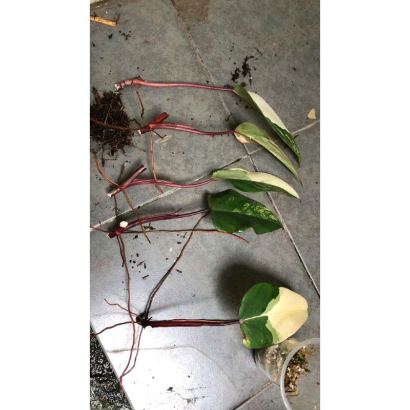 Philodendron Strawberry Shake