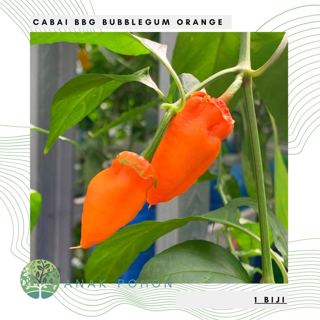 Benih Bibit Biji - Cabai BBG Bubblegum Orange Pepper Cabe Seeds