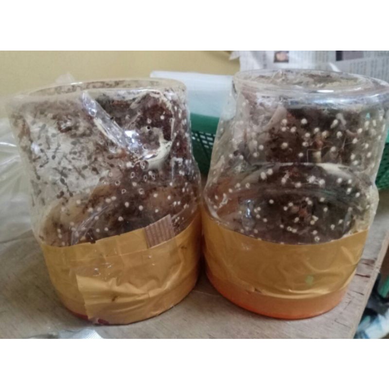 

bibit semut rangrang penghasil keroto buat ternak