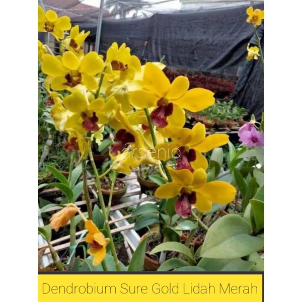 Dewasa Dendrobium Sure Gold