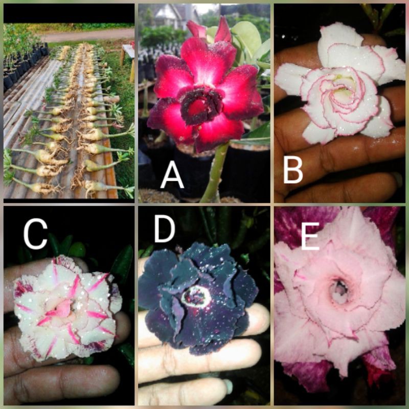 paket 5 batang Adenium tumpuk/grafting