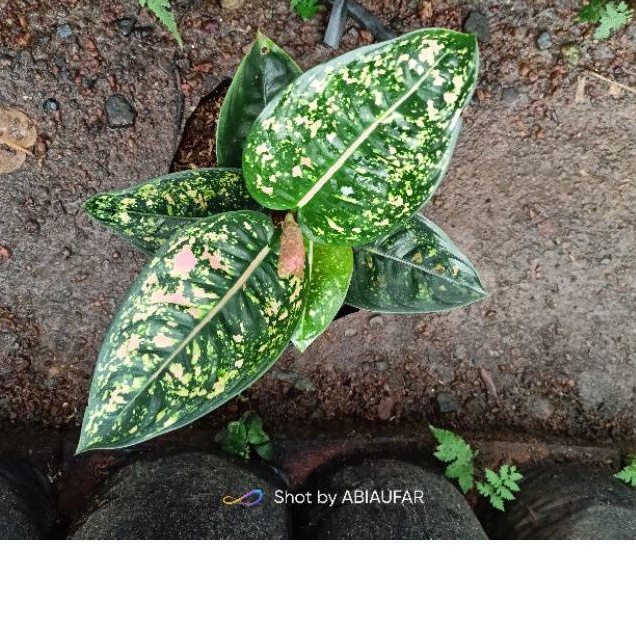 aglonema ruby compacta