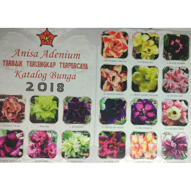 Termurah Seeds/Benih/Biji Tanaman Hias Adenium Obesum Mix Singel (Lokal&Import)