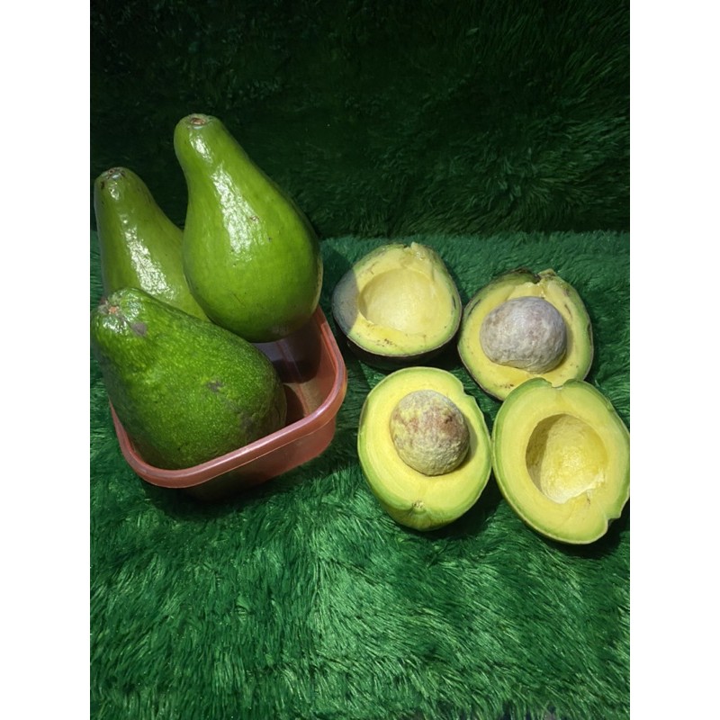 

Alpukat mentega lampung