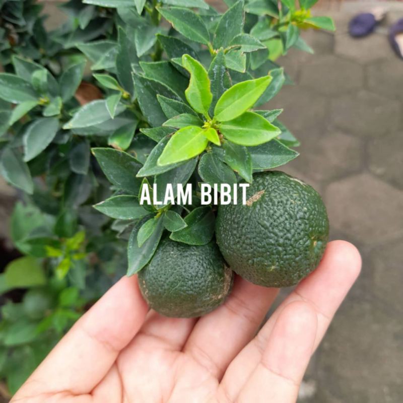 BIBIT JERUK BRAZIL OKULASI (CEPAT BERBUAH)