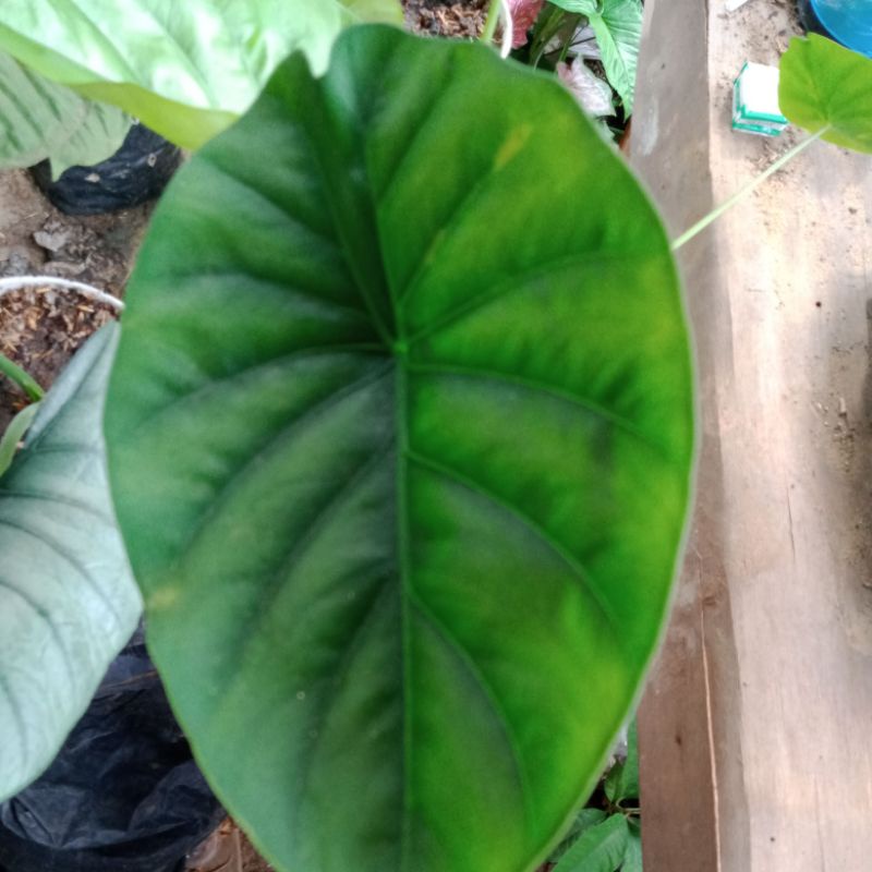 Alocasia hijau/tengkorak hijau/dewasa