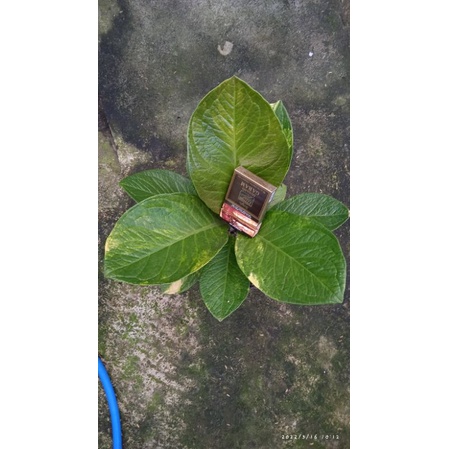 tanaman bunga anthurium jemani varigata tornado