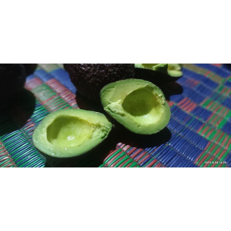 

Buah Alpukat Alpokat Mentega Mini