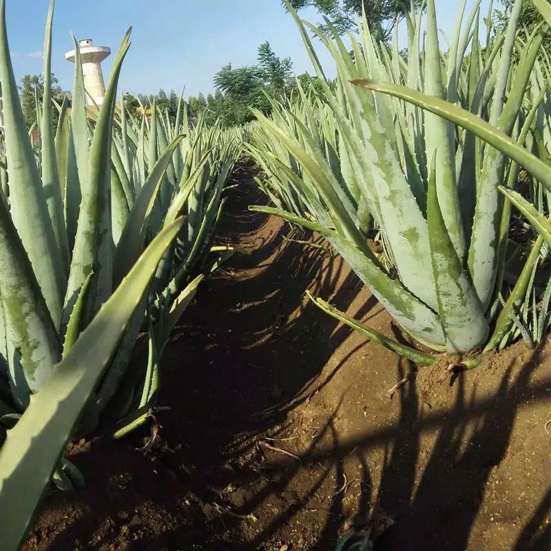 

Daun Pelepah Lidah Buaya Barbandesis Jumbo Alami (non pestiside)