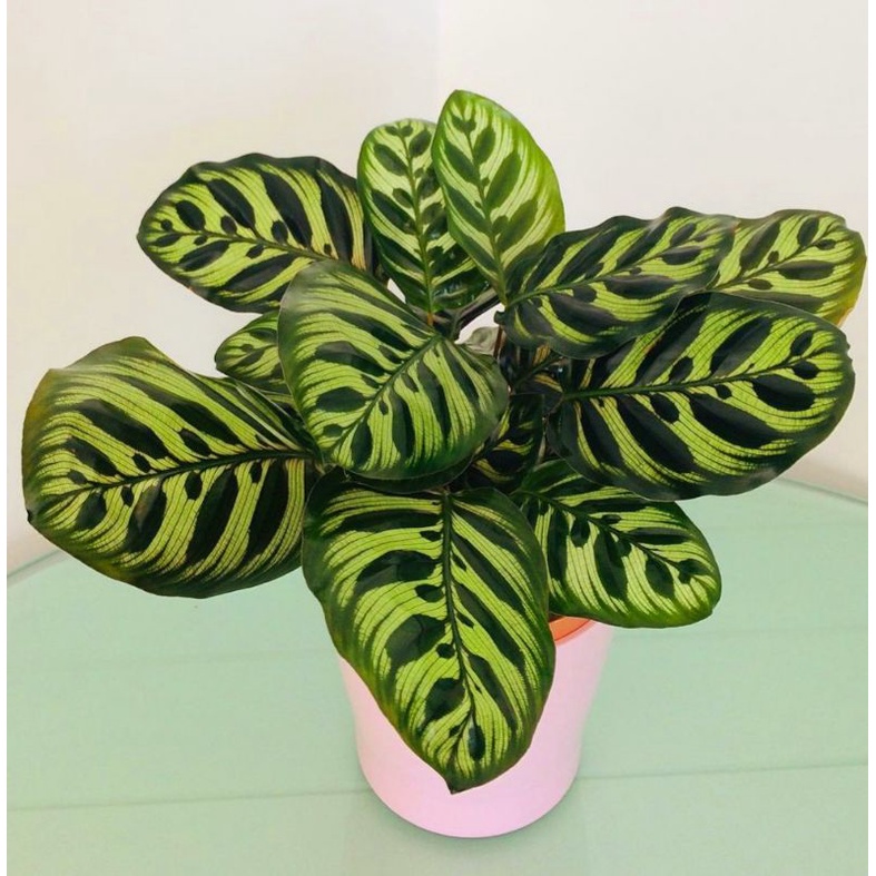 Calathea Makoyana , Tanaman Hias Calathea Makoyana