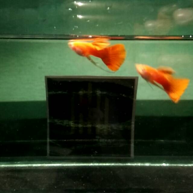 

Ikan guppy albino full red normal (1pair)