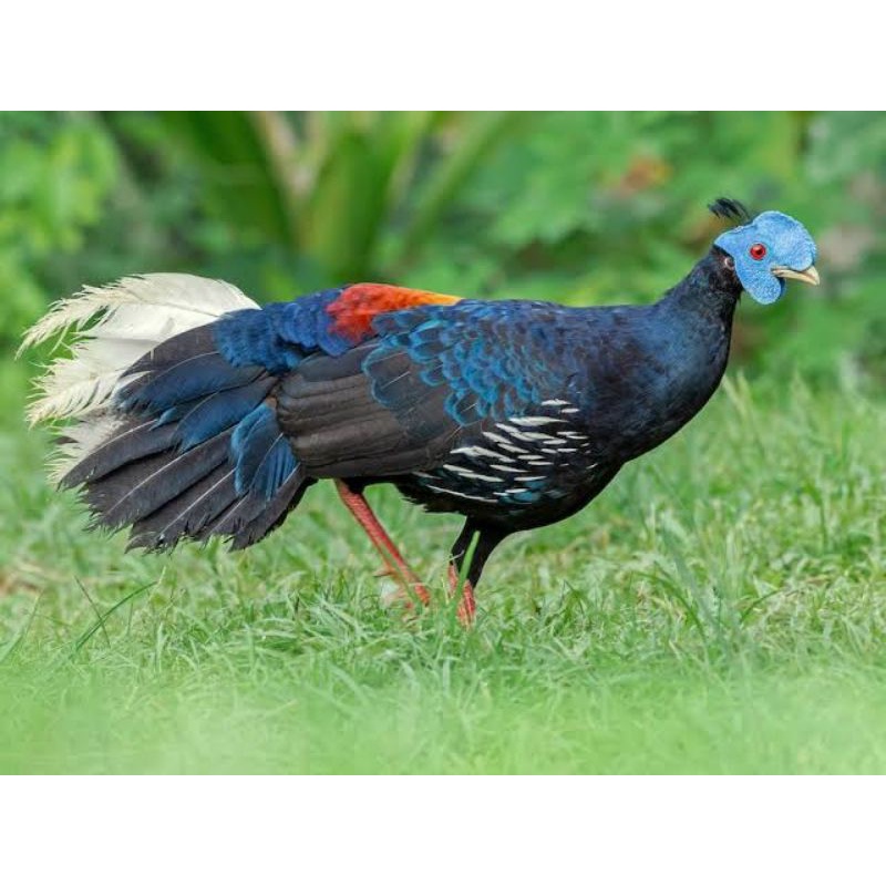 

TELUR AYAM SEMPIDAN FERTIL UNTUK DITETASKAN