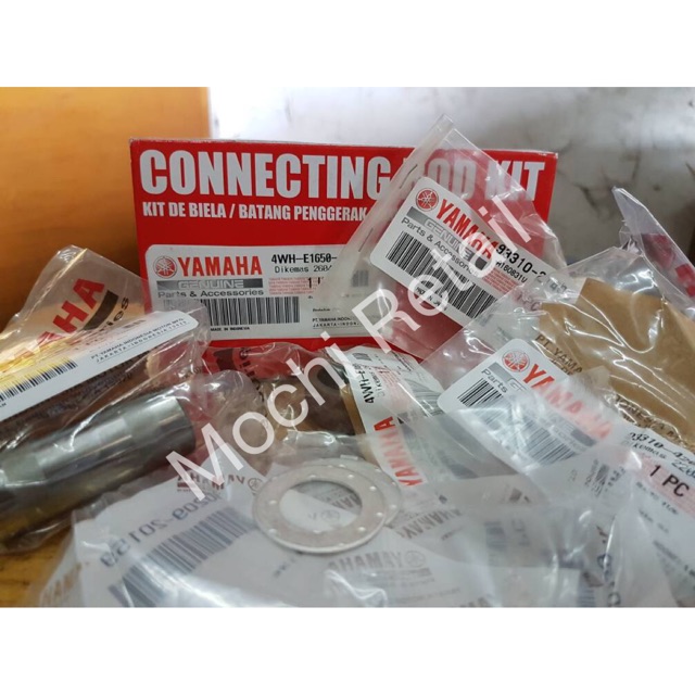 Stang Seher FizR/Alfa Ori YGP