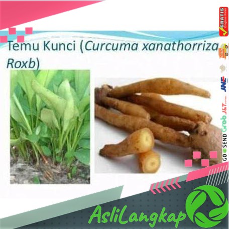 

TEMU KUNCI SEGAR ORIGINAL