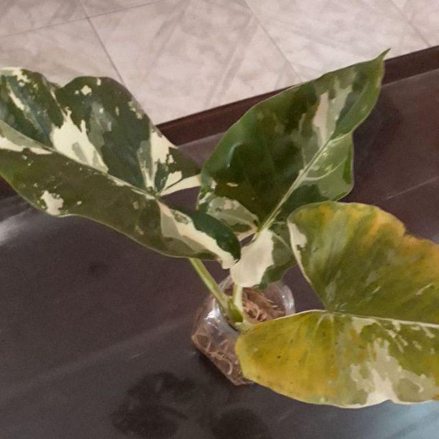 Tanaman Bunga Keladi Tikus Variegata