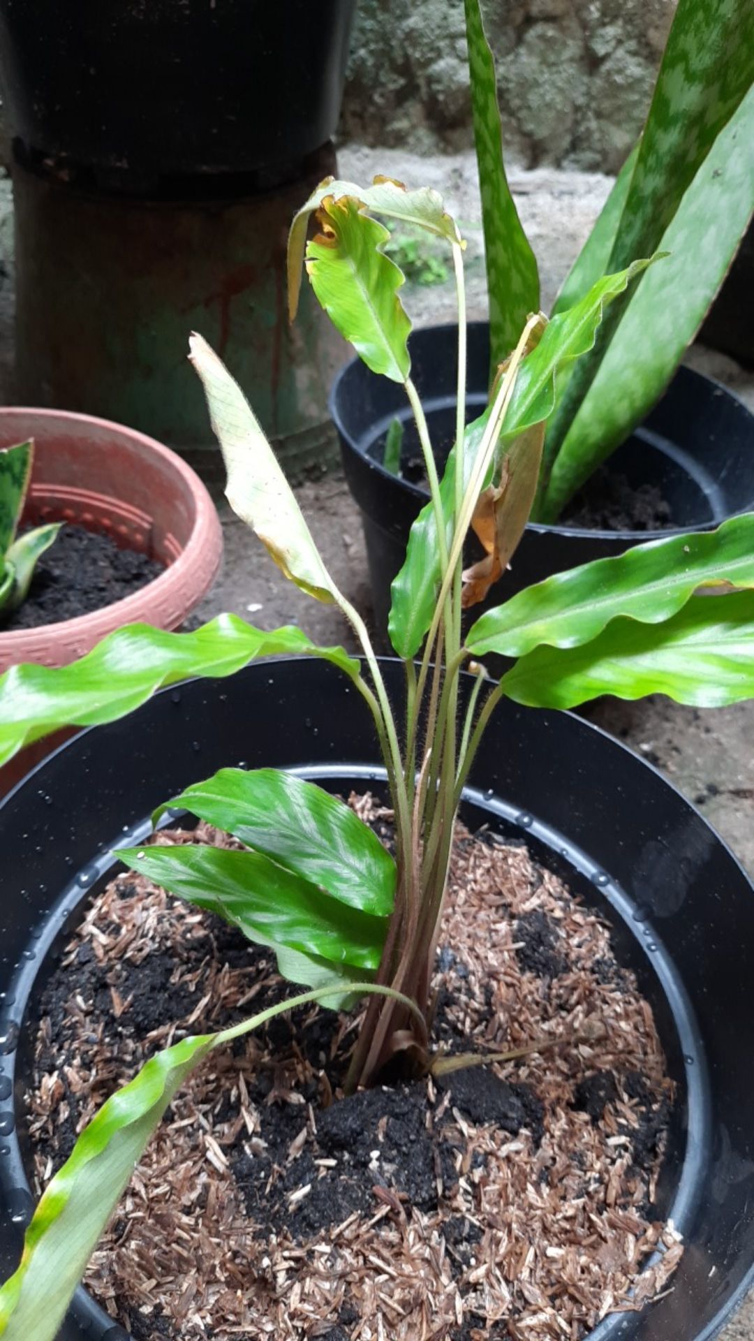 Tanaman Hias Calathea Rufibarba