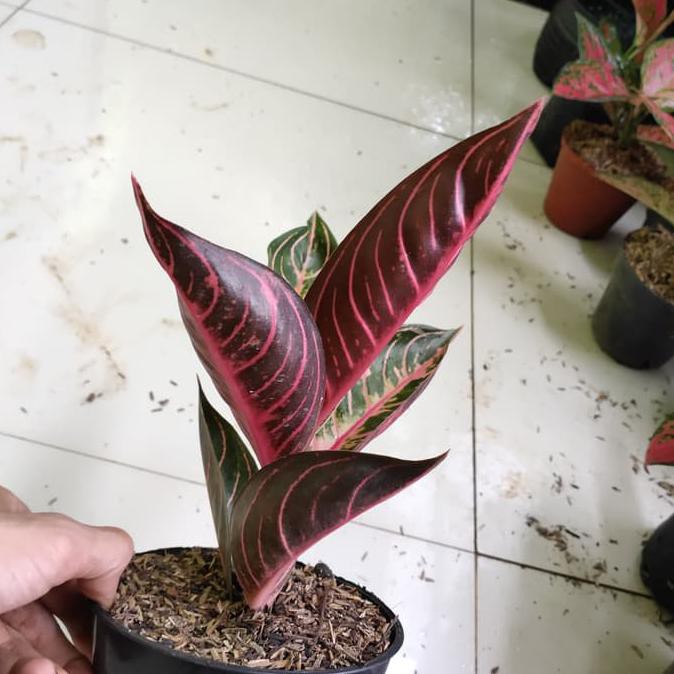 Tanaman Hias Aglonema Red Sumatra (Remaja)