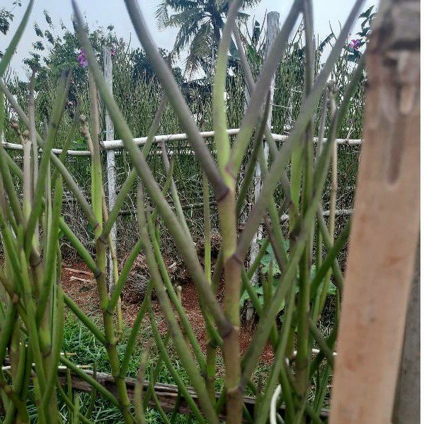 BIBIT ANGGREK TANAH VANDA DOUGLAS DEWASA