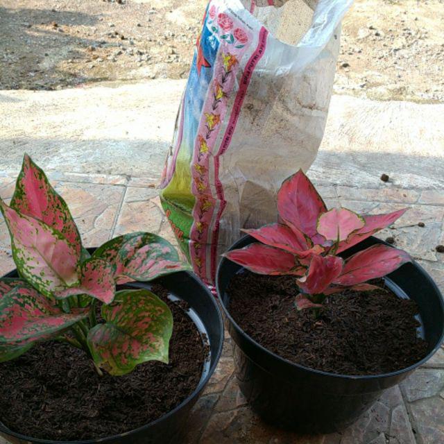 agalonema tanaman  hias aglo aglonema  legacy anjamani red 