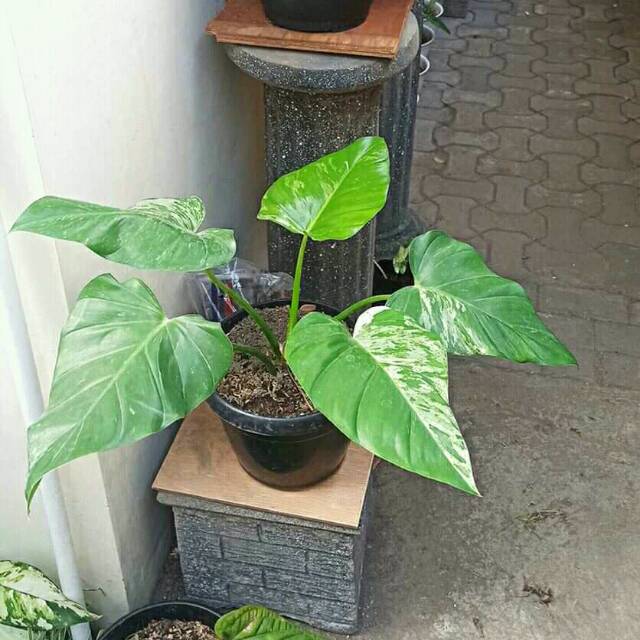 PROMO philodendron giganteum marble variegata / philodendron marble varigata jumbo