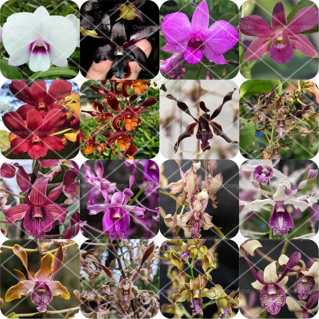 Remaja Anggrek Dendrobium Beli 10 Free 1 Tanaman Hias Anggrek Dendrobium Keriting Melintir Seedling 