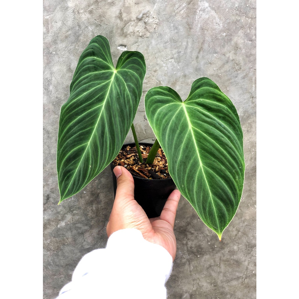 PHILODENDRON SPLENDID TANAMAN BUNGA PHILO TANAMAN HIDUP TANAMAN MURAH