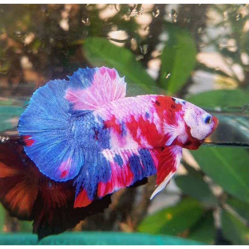 Anakan / Bahanan Ikan cupang hias Koi / Nemo galaxy multi colour #007