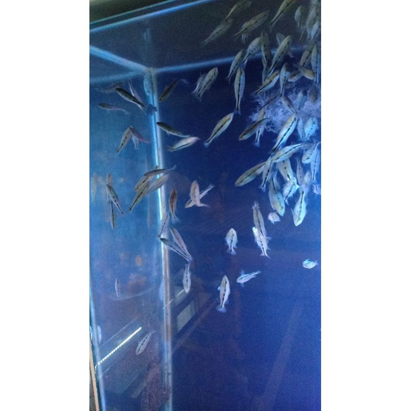 Promo  Intermedia Orinoco Peacock Bass Ukuran 6-7 Cm