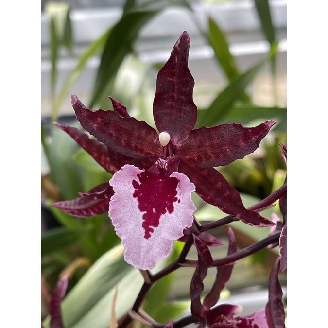 Anggrek Oncidium Massai White