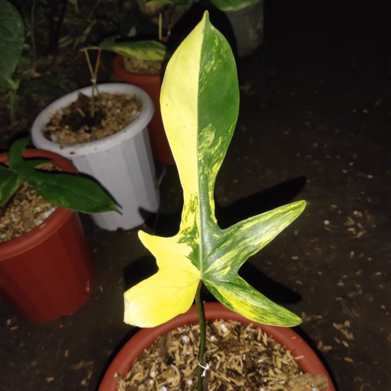 philodendron florida beauty varigata
