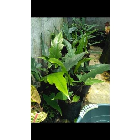 Tanaman hias keris papua