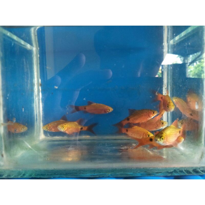 ikan barbir