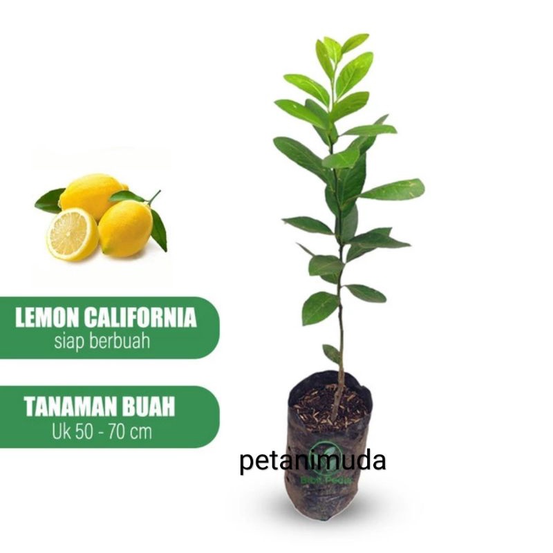Bibit Jeruk Lemon California (Asli)