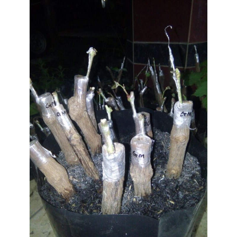 

cutting grafting anggur import