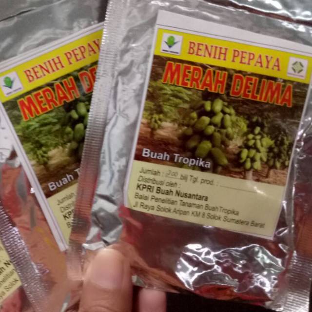 Benih pepaya merah delima isi 200 butir