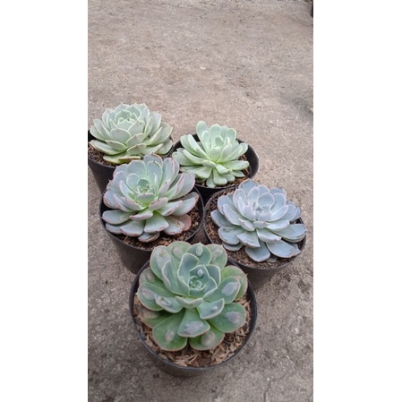 sukulen paketan import korea Mix big 5 pcs+Pot 10cm