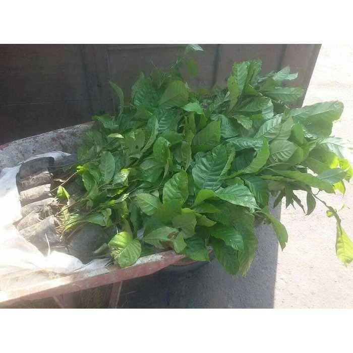 Bibit Kopi Robusta Unggul Siap Tanam Unggul