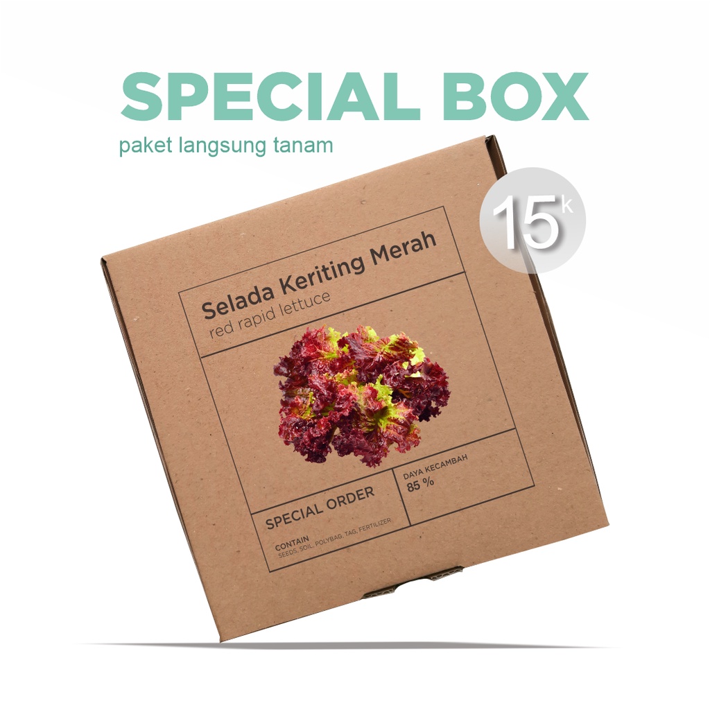 Paket Langsung Tanam - Gardening Kit - SPECIAL BOX - Benih Selada Keriting Merah Red Rapid Leaf Lettuce Seeds