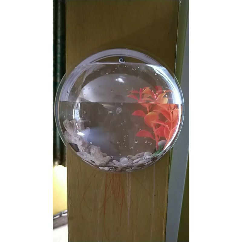 AQUARIUM TEMPEL HIASAN DINDING DIAMETER BESAR 20CM UNTUK TANAMAN &amp; IKAN CUPANG