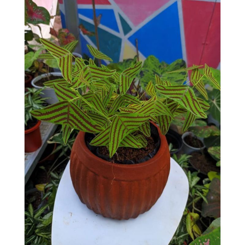 Tanaman hias oxalis kupu-kupu hijau - tanaman oxalis hidup - oxalis hijau