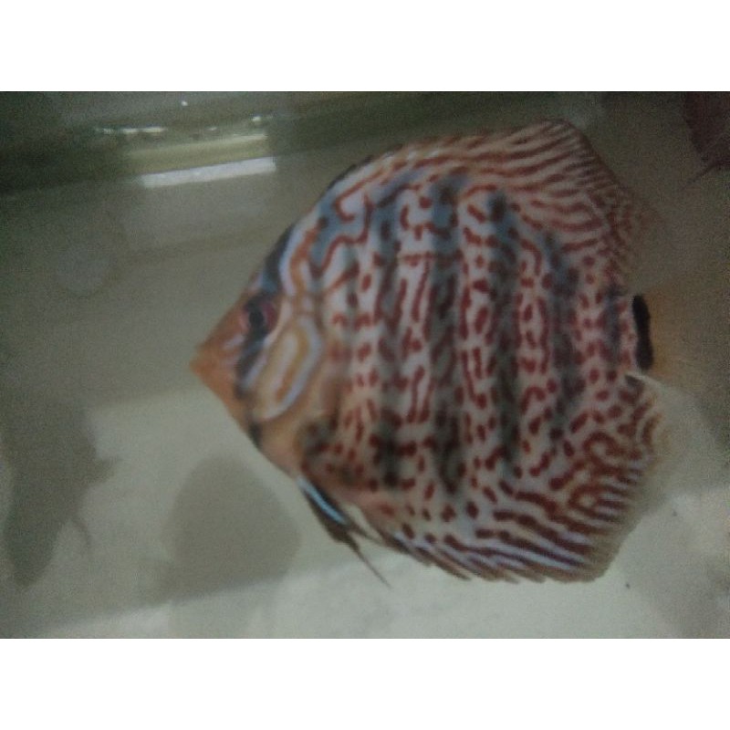 ikan discus leopard snake skin (lss)